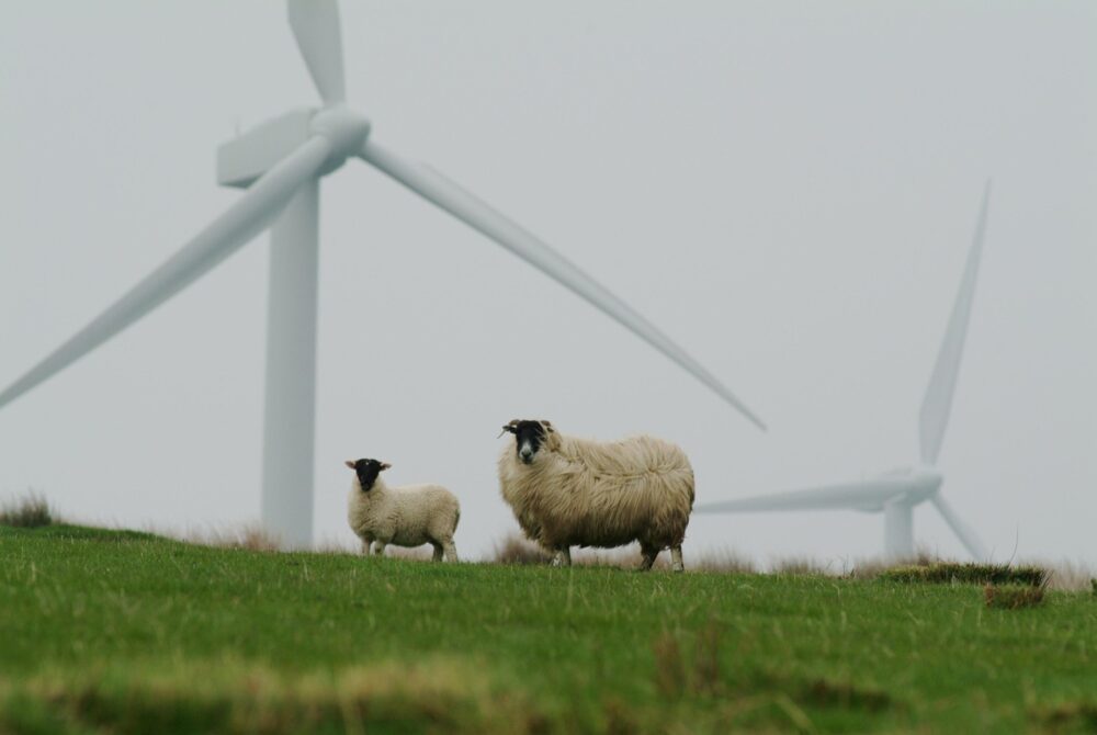 Rechter beveelt de Staat het wettelijk stikstofdoel voor 2030 te halen